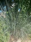 Plant name: Little Bluestem Schizachyrium scoparium 